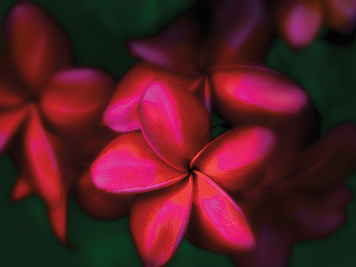 Pantone's Viva Magenta