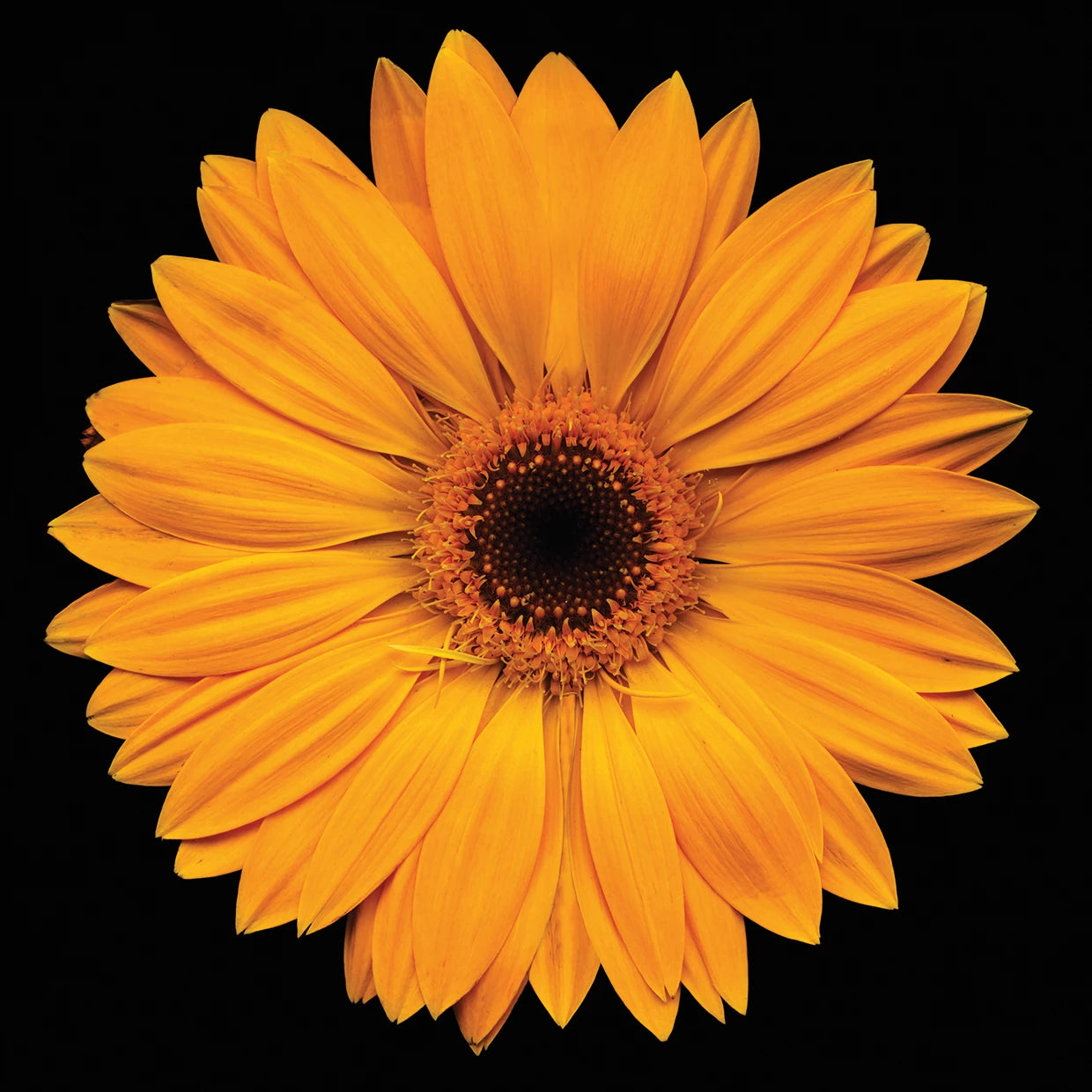 Bright & Bold