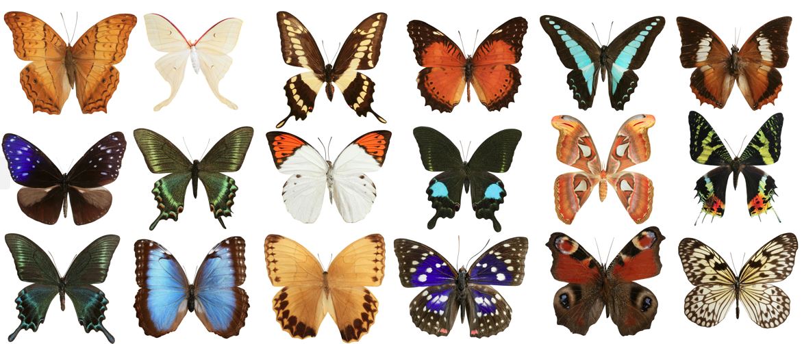 Butterfly