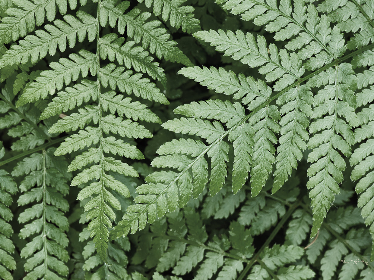 Lady Ferns II Colors