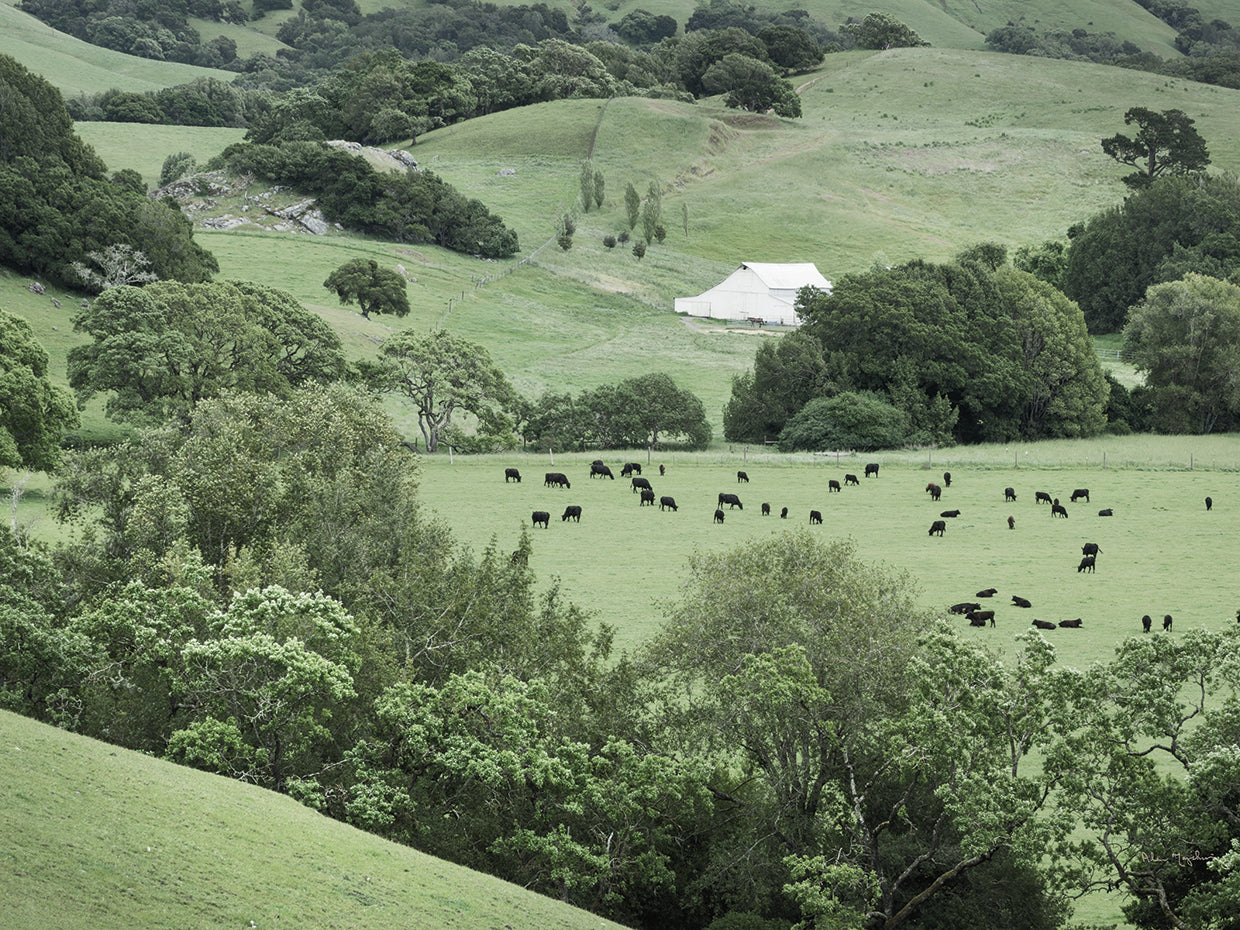 Marin California Ranchs