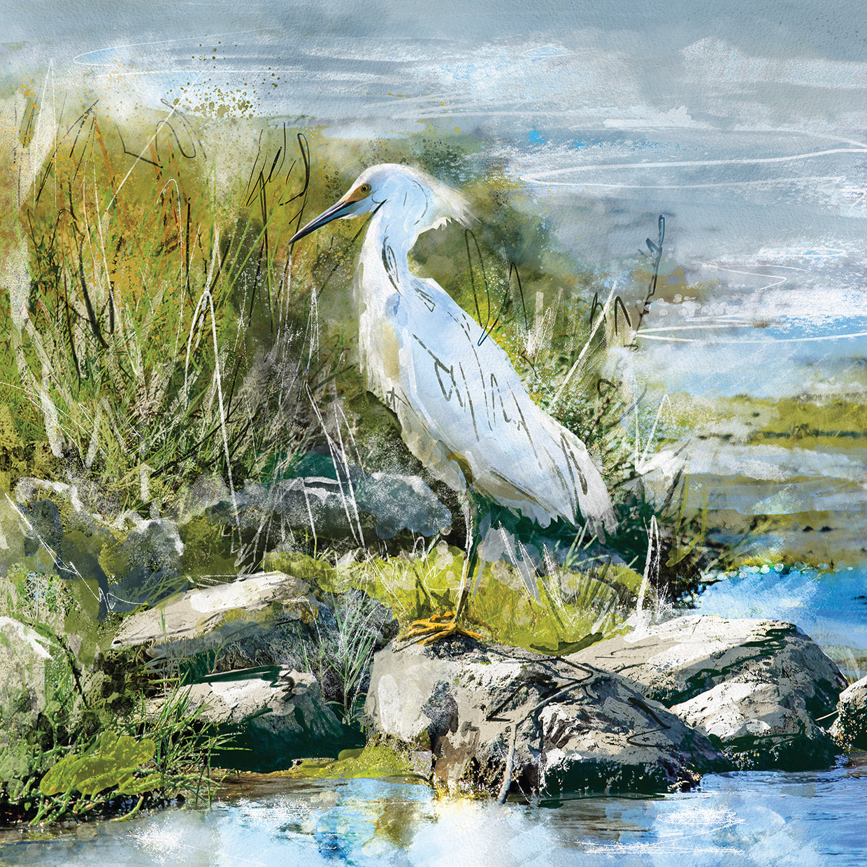 Snowy Egrets