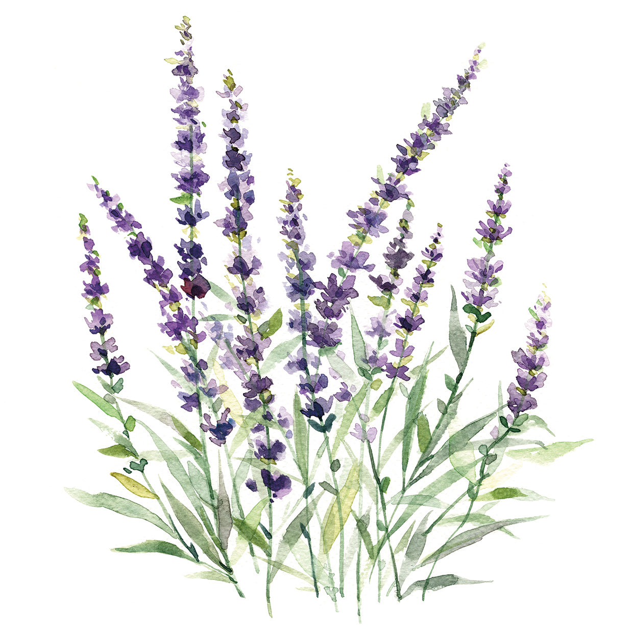 Lavender Botanical I