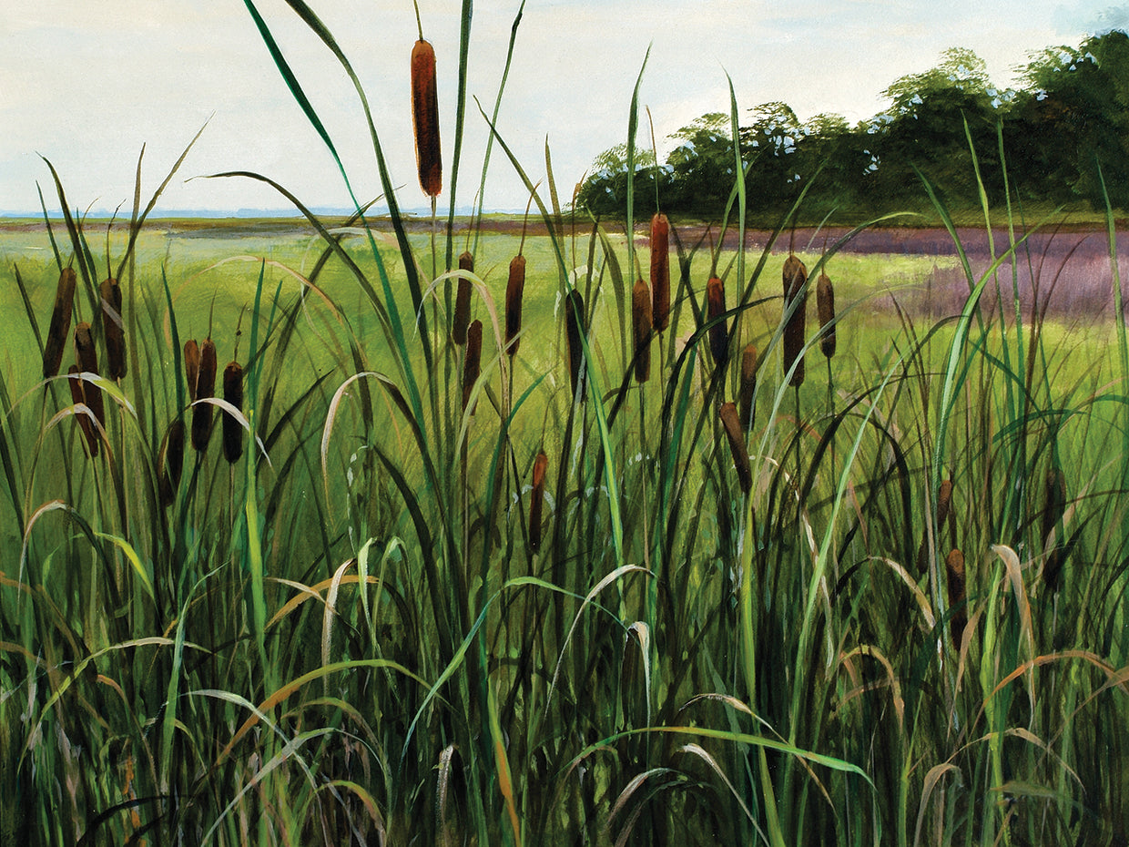 Cattails