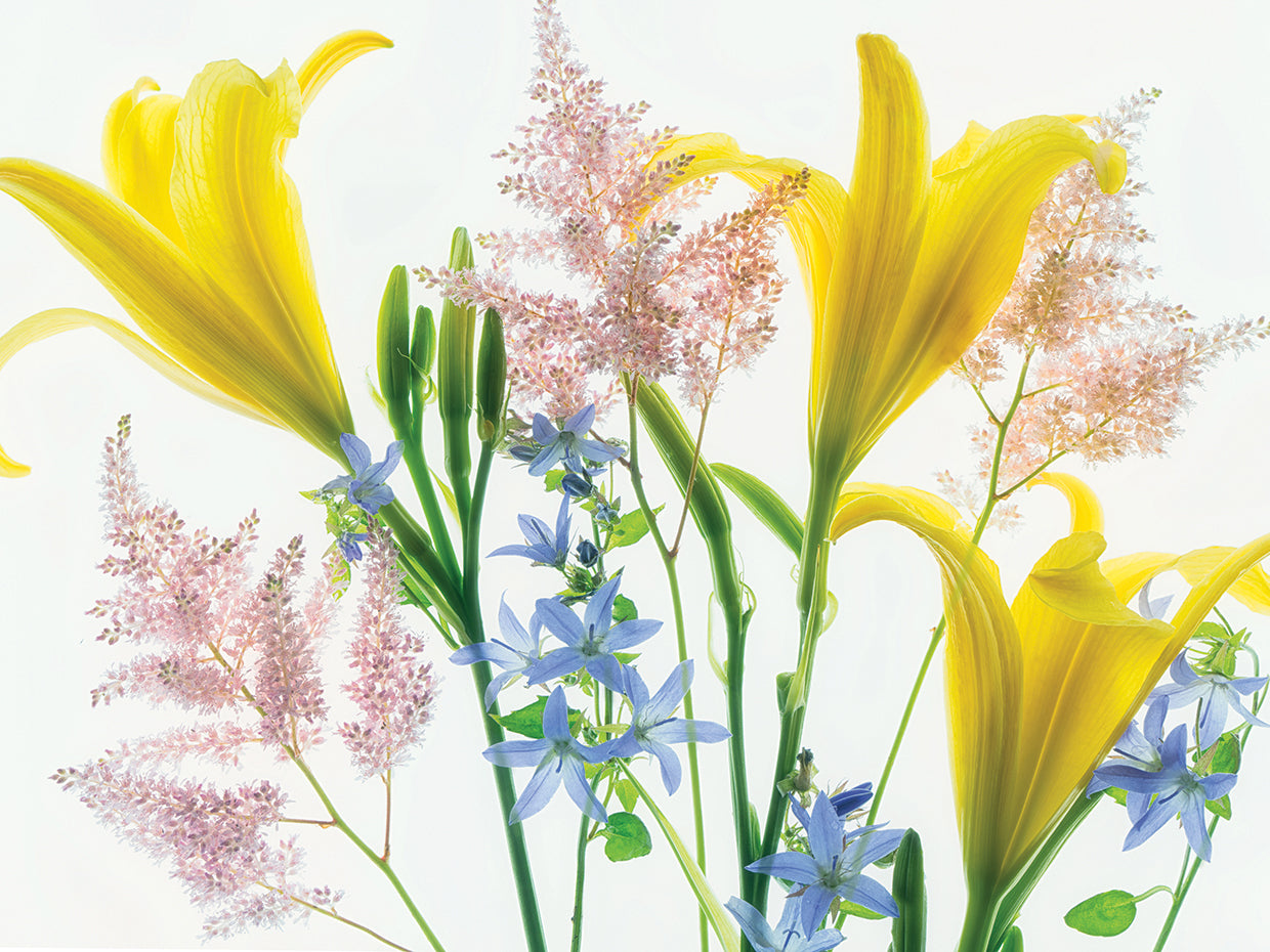 Botanical V