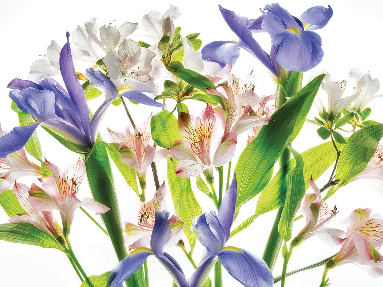 Botanical I