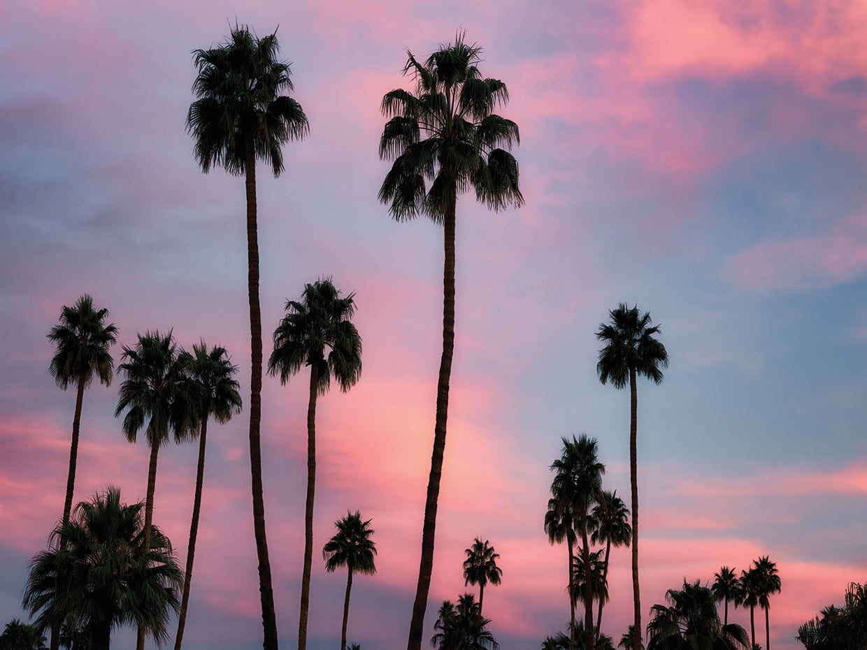 Palm Sunset