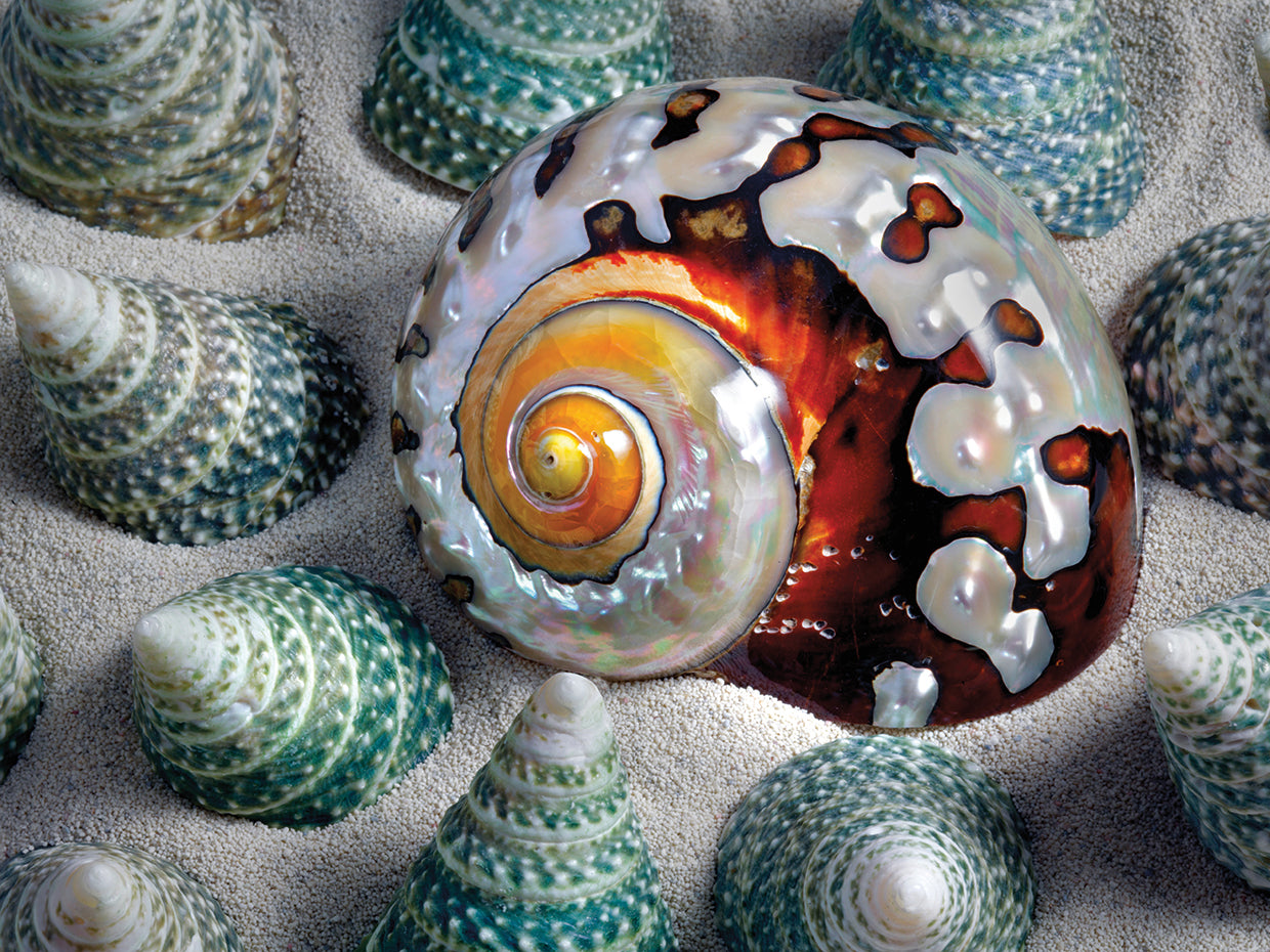 Shell Spiral