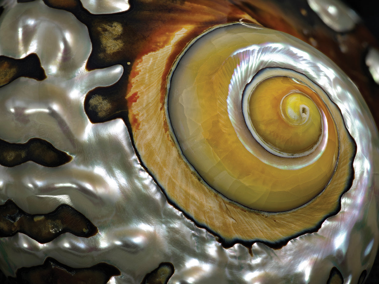 Shell Spiral II