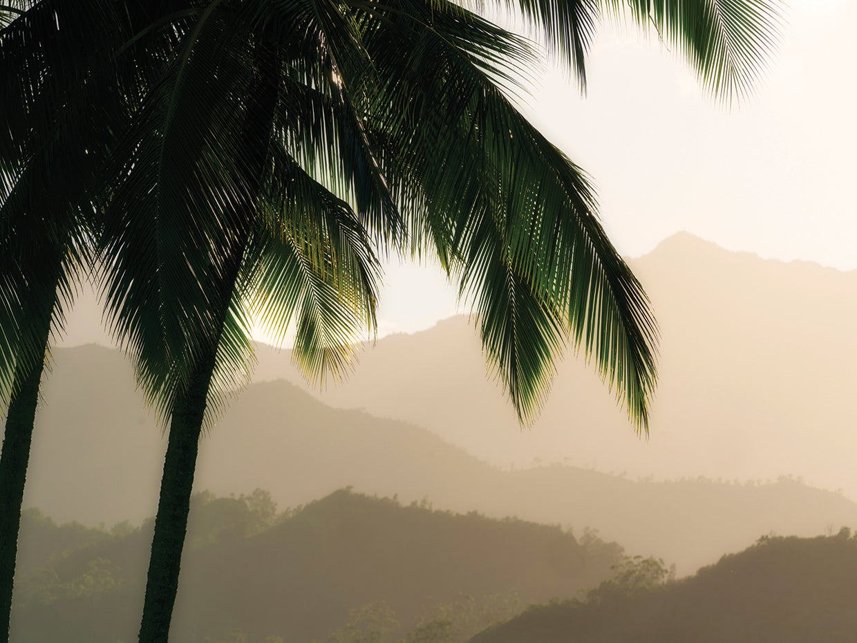 Misty Palms III