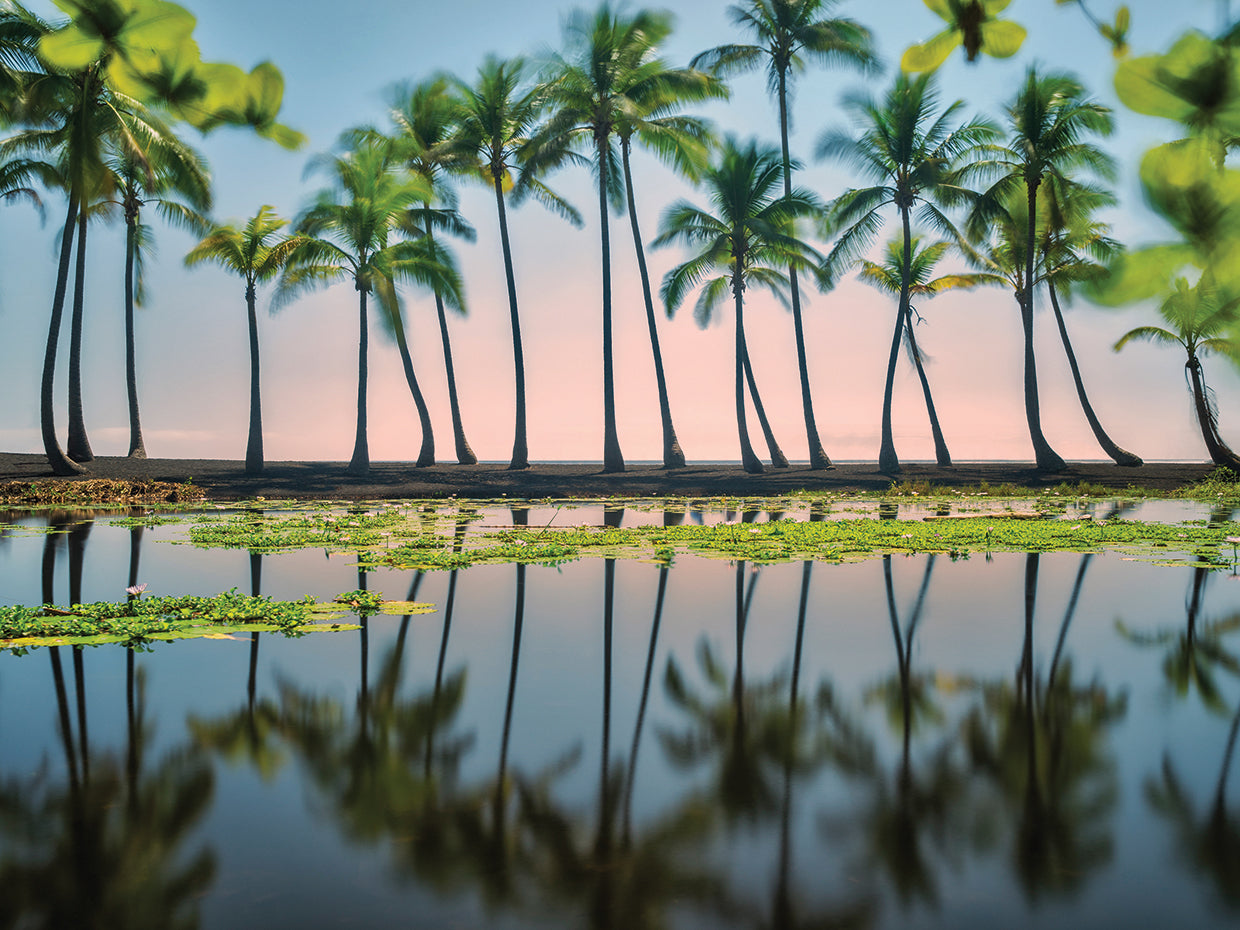 Palm Tree Reflections