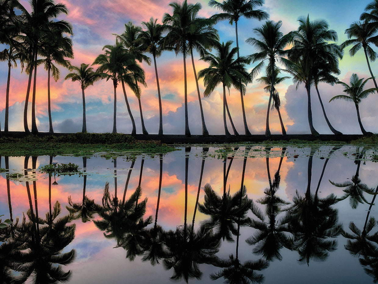 Palm Reflections
