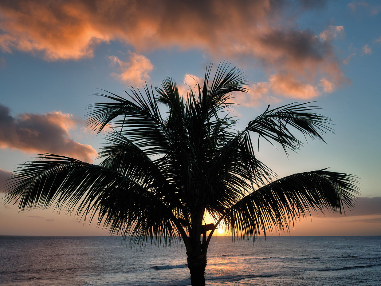 Palm Tree Sunset II