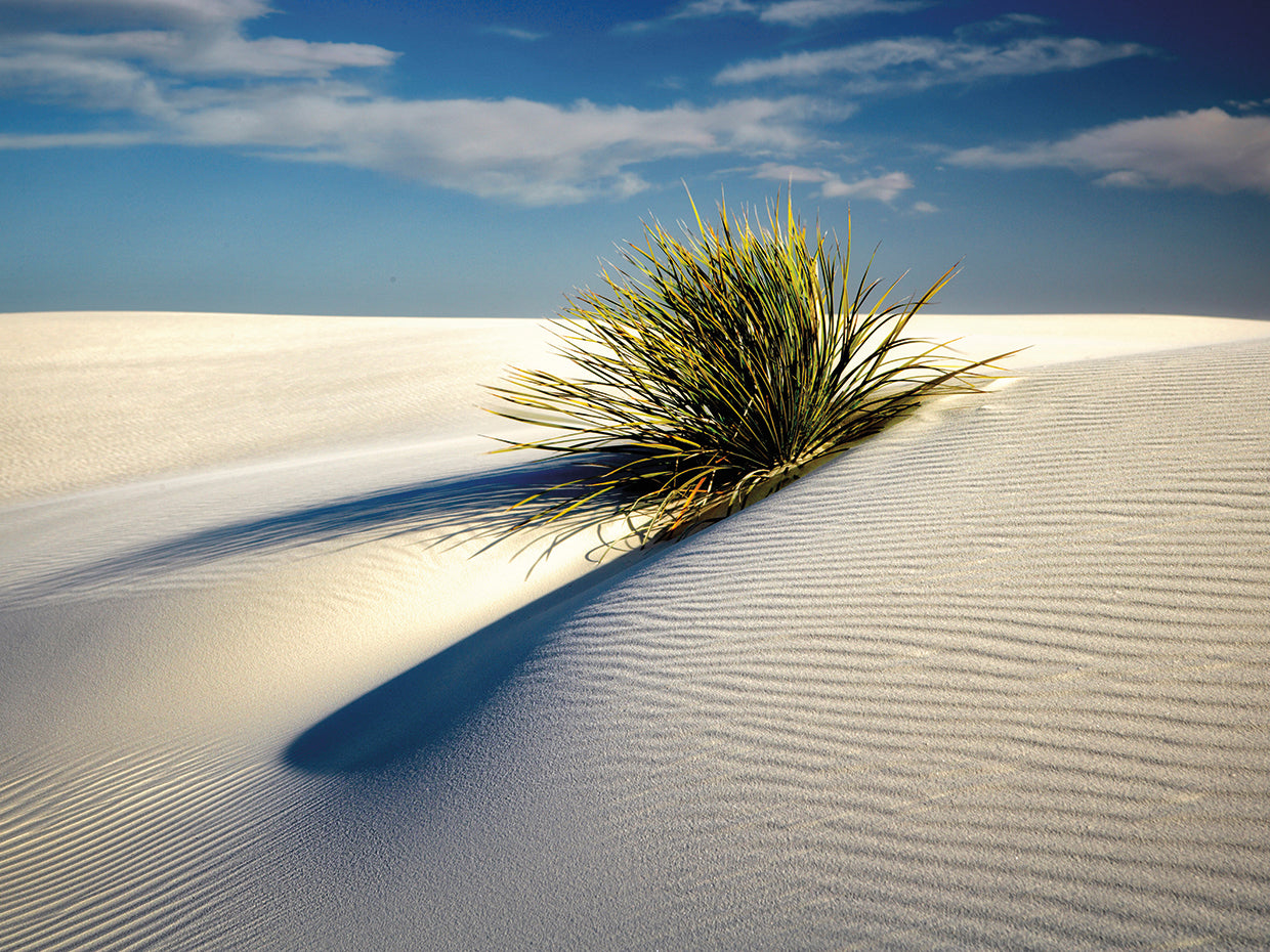 Dune