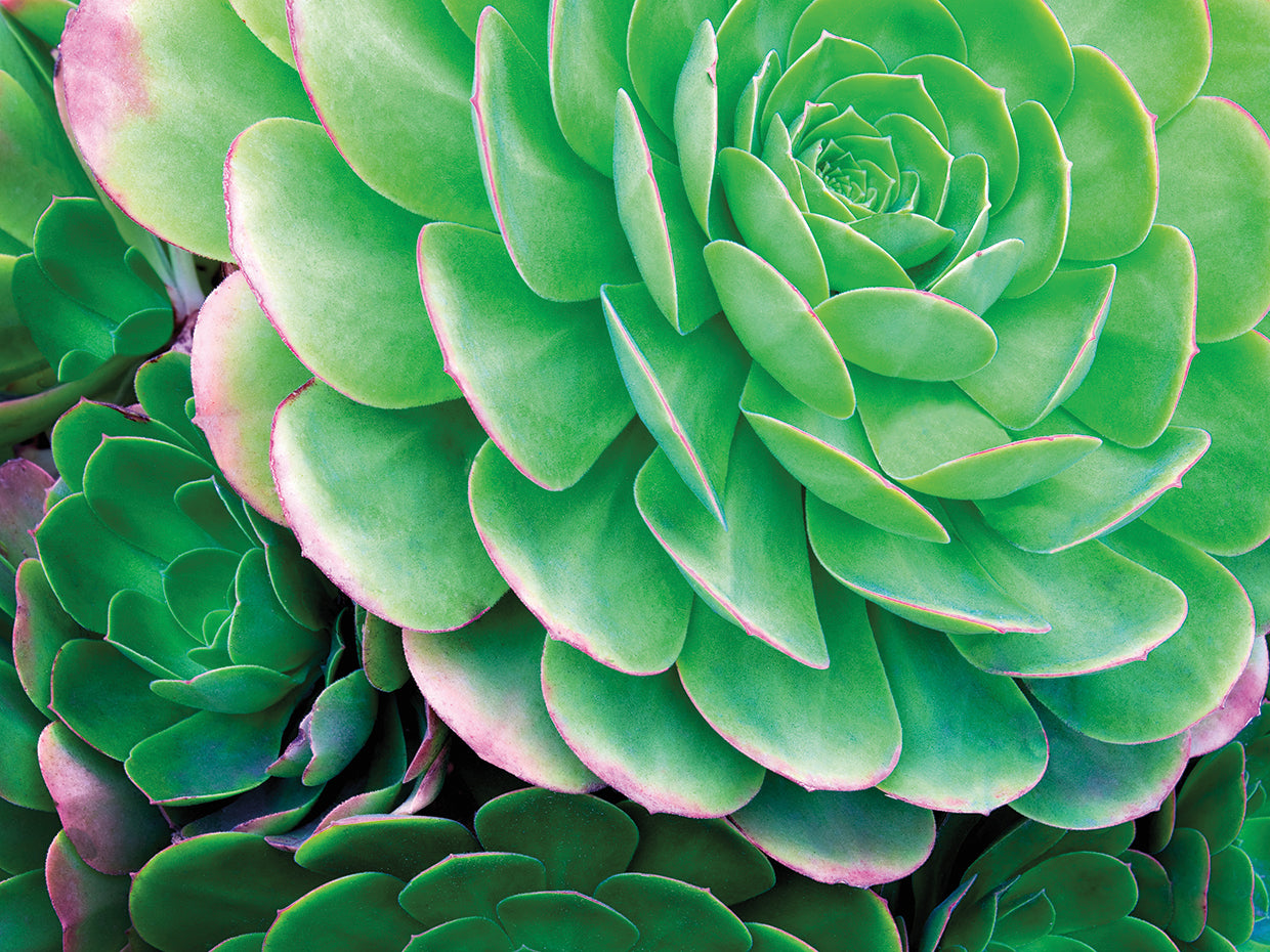 Succulents IV