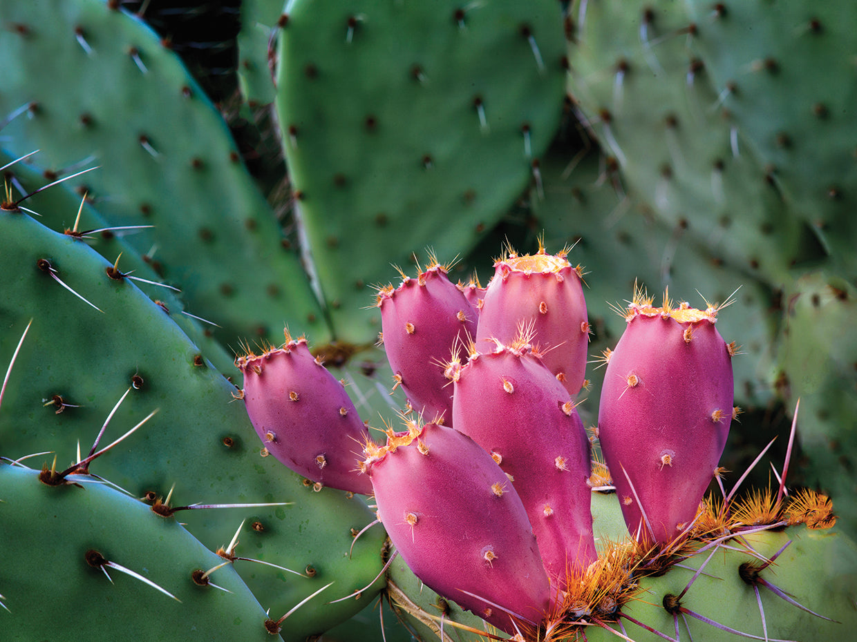 Pink Cactus