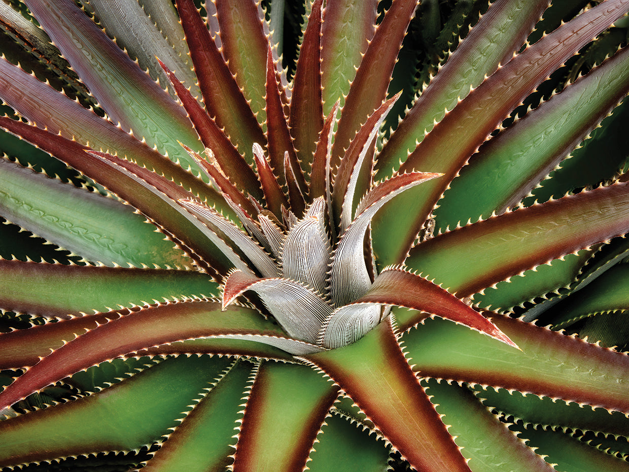 Succulent VI