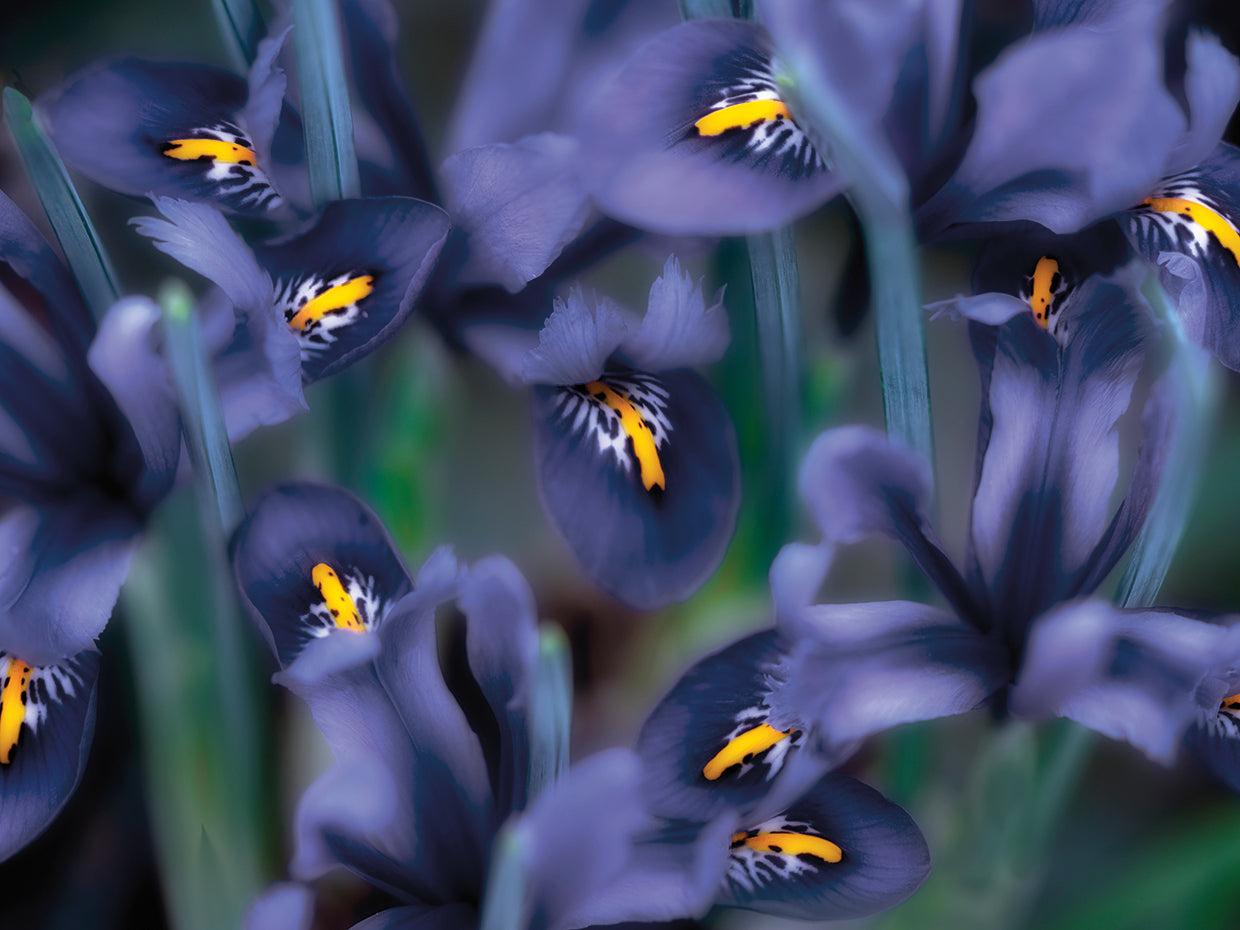 Irises
