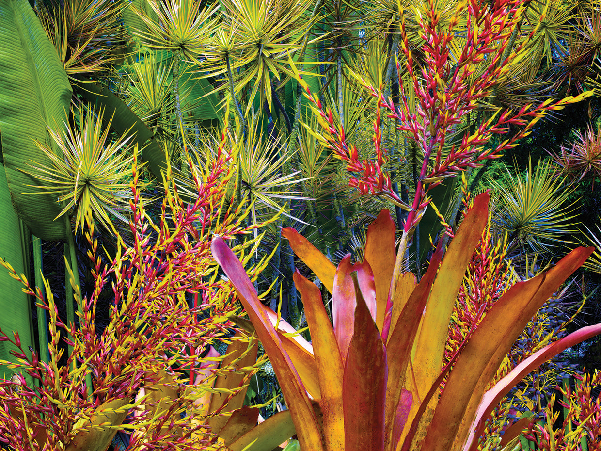 Hawaiian Botanicals III