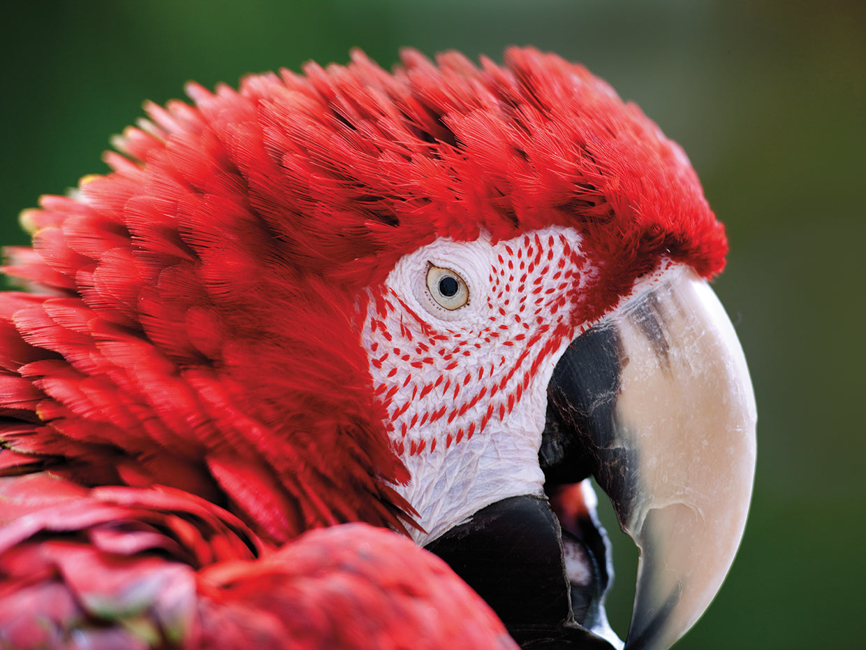 Red Parrot II