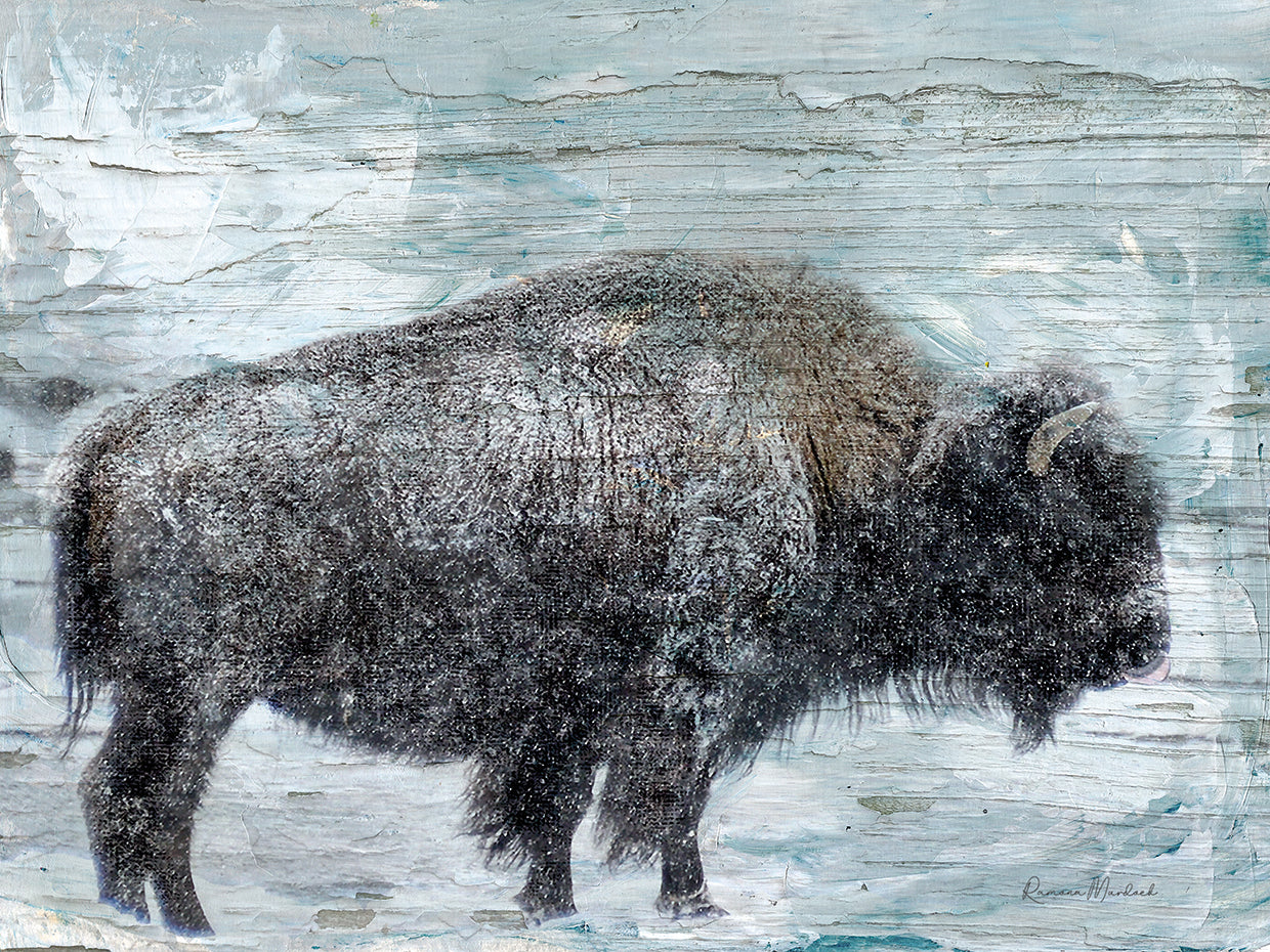 Winter Buffalo