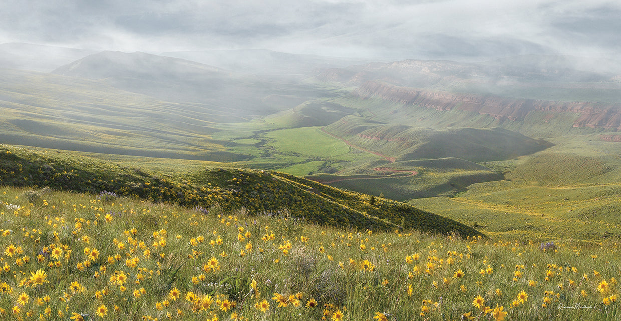Sunflower Overlook