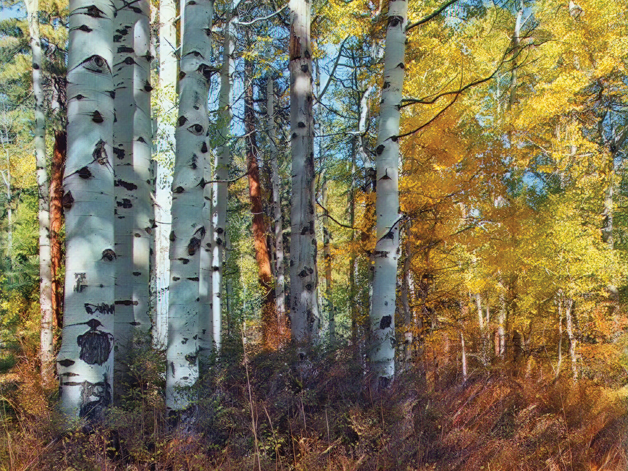Autumn Aspens