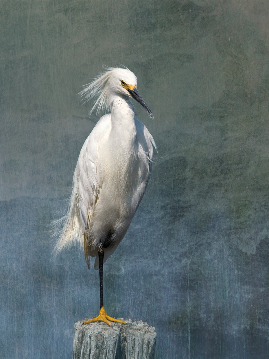 Snow Egret