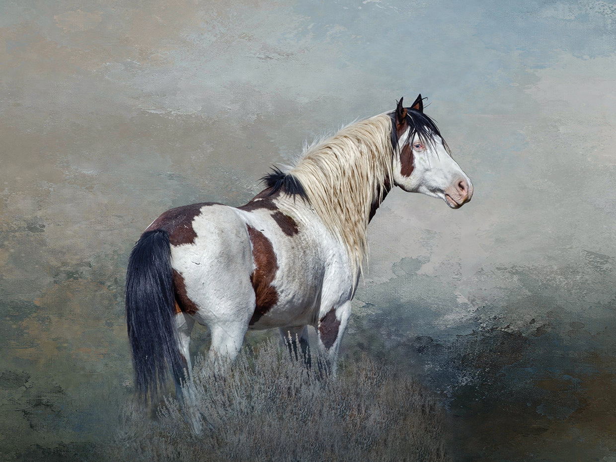 Shaman - S. Steens Wild Stallion