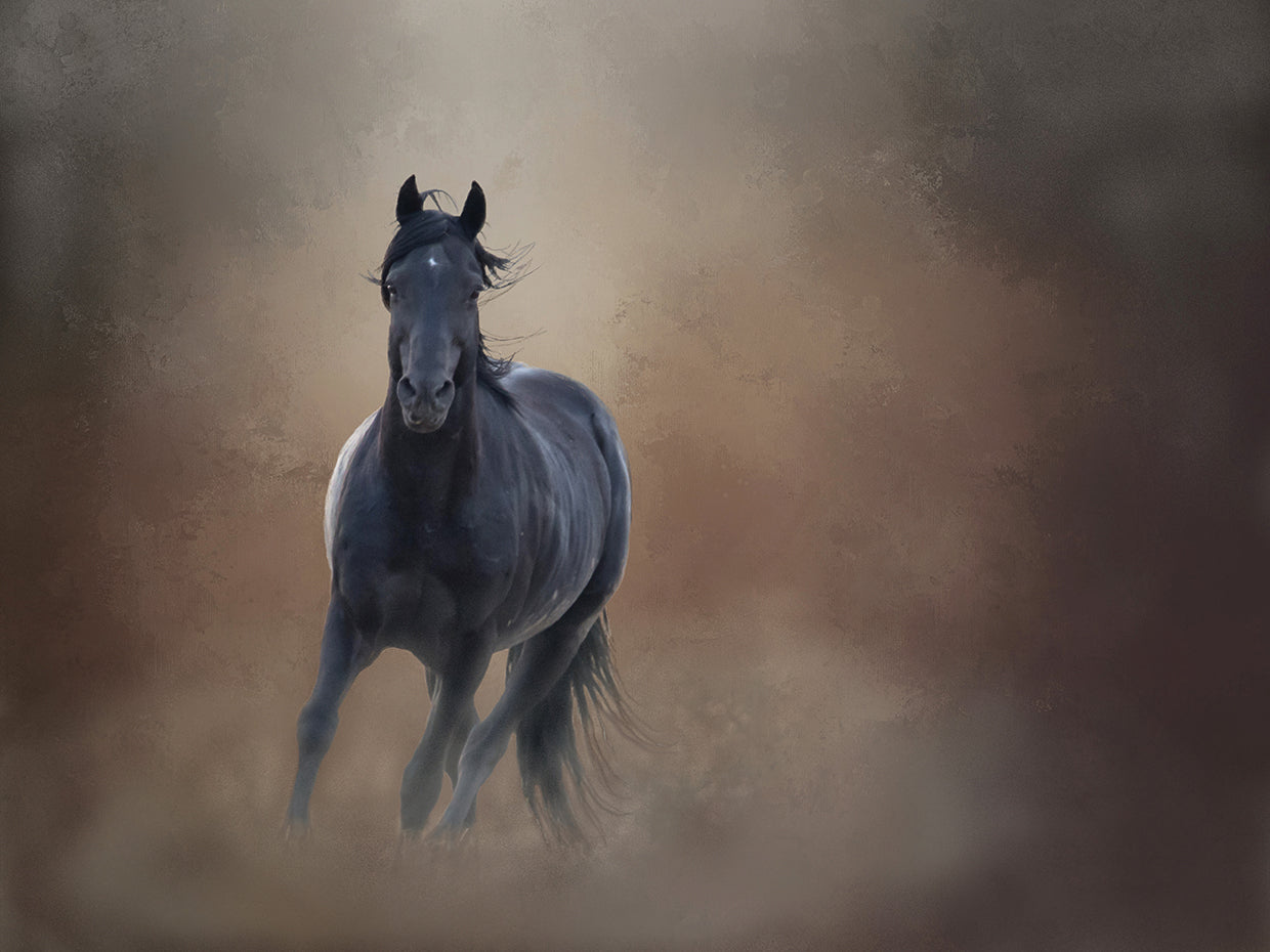 Knighthawk - S. Steens Wild Stallion