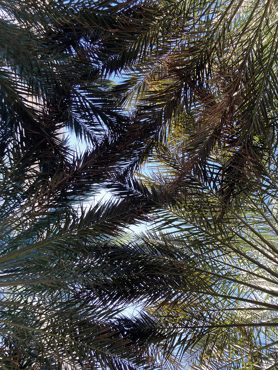 Contemporary Clarity
