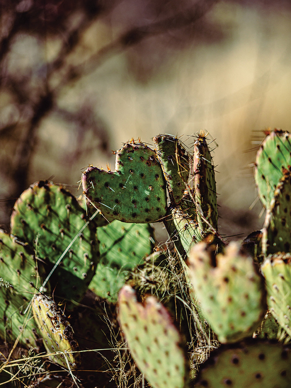 Cactus Valentine