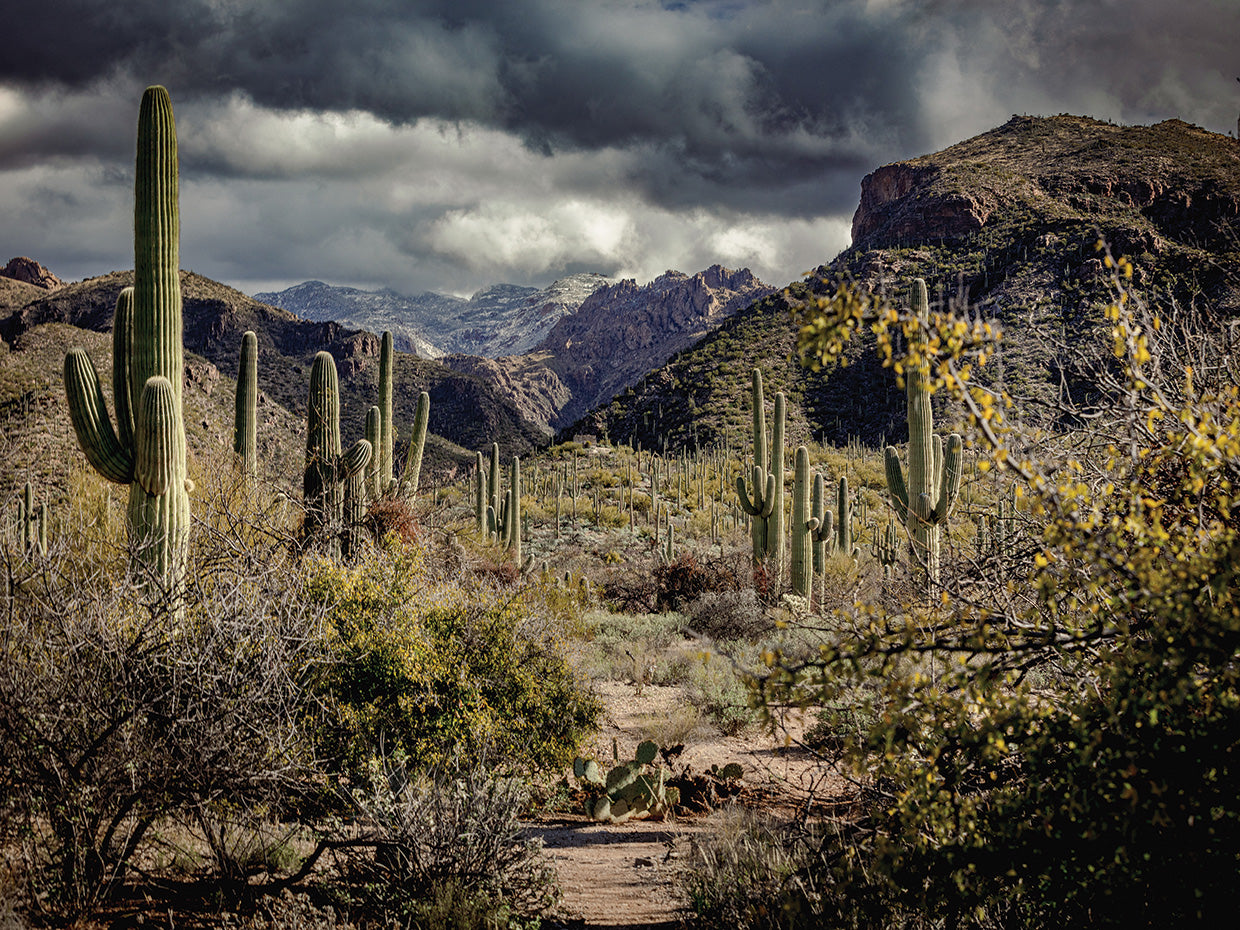 Santa Catalina Mountains 1