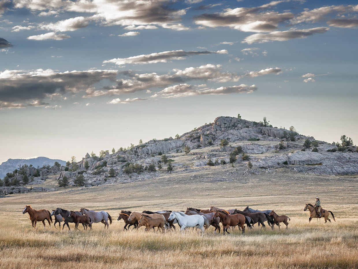Wondering Beyond the Fence