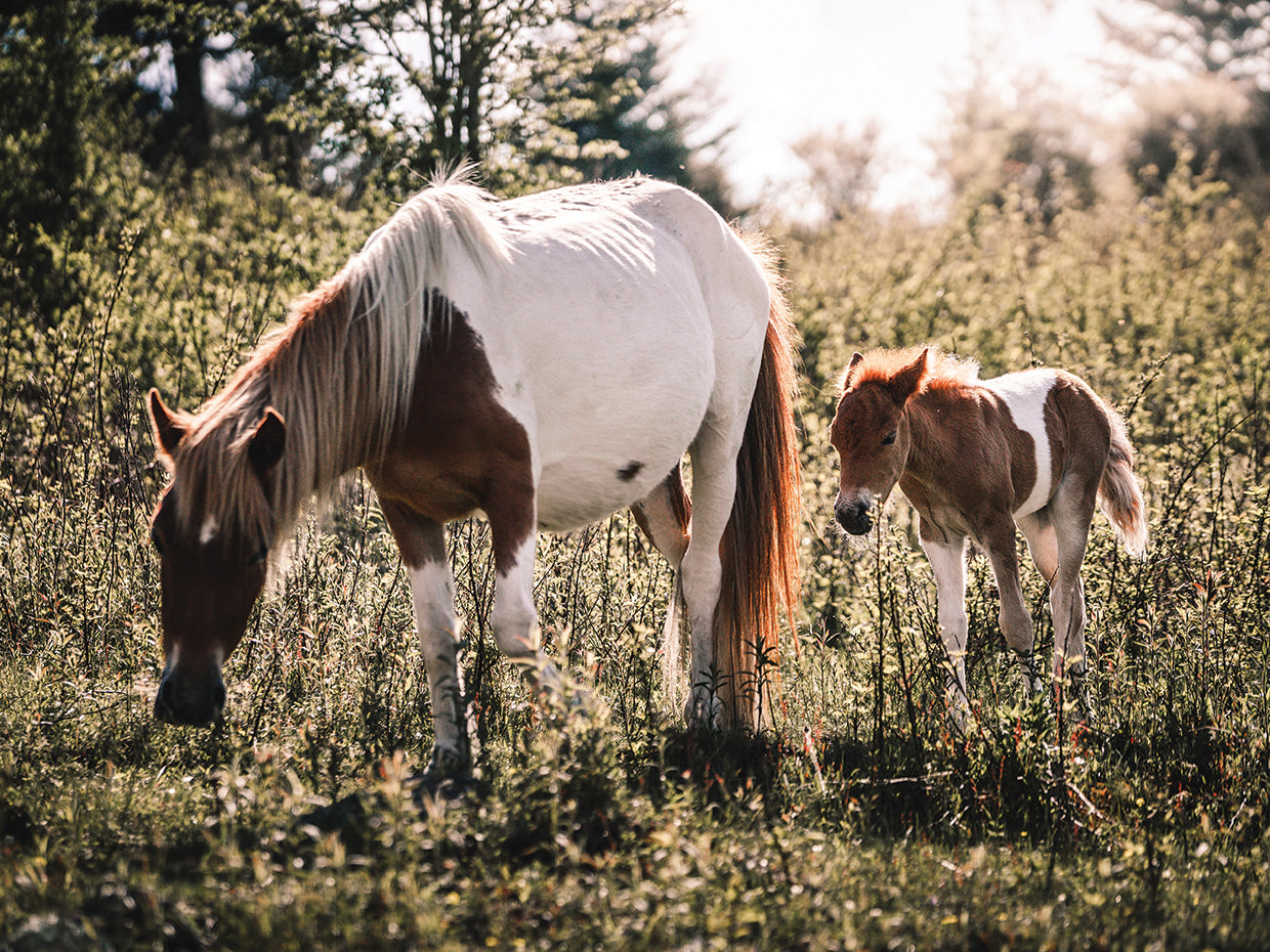 Wild Ponies of Virginia
