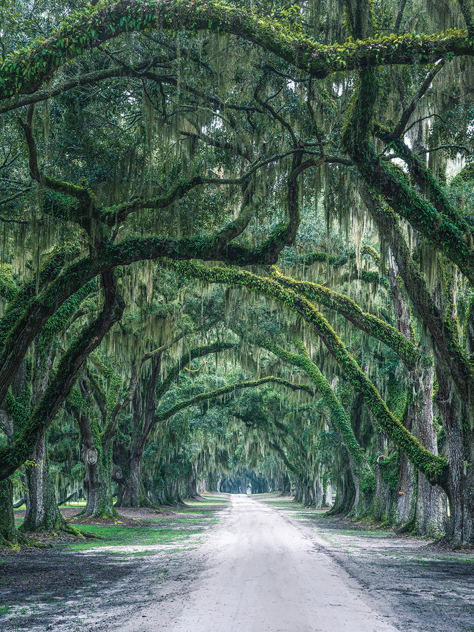 Charleston Plantation
