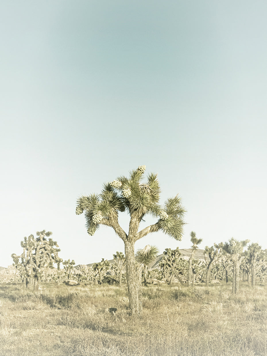 Vintage Joshua Tree