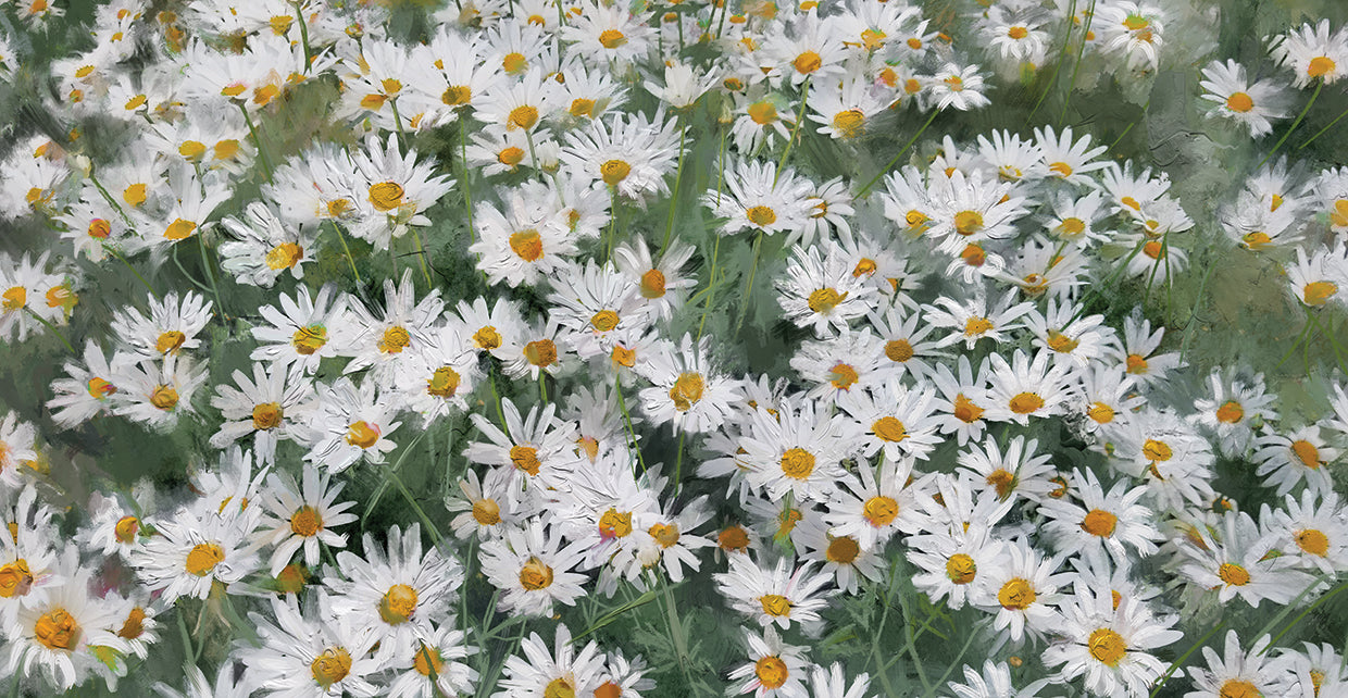 Daisy Field