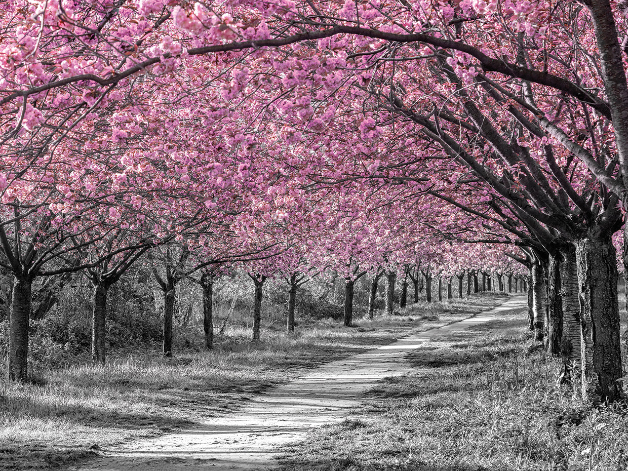 Charming cherry blossom alley in pink