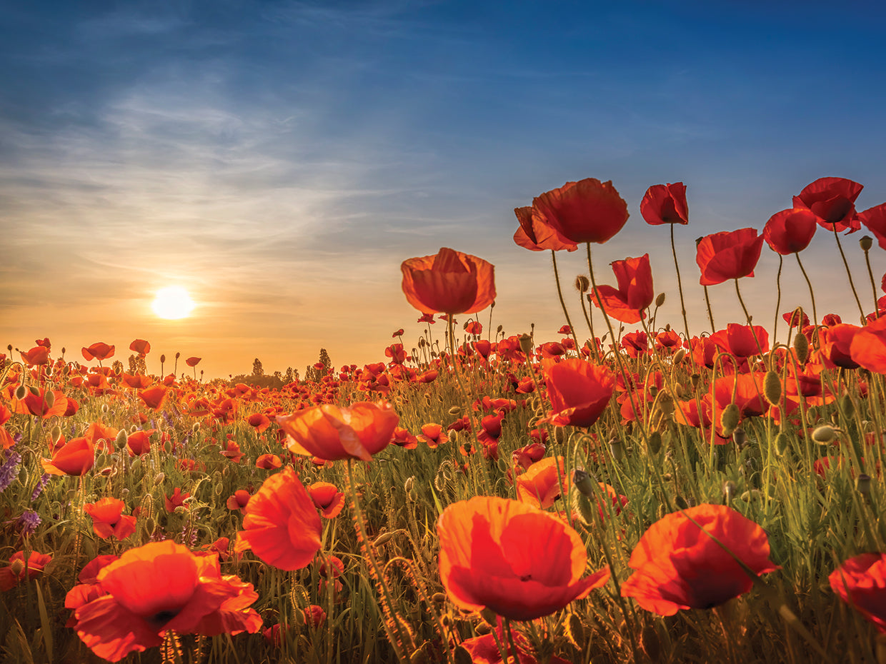 Poppies in the sunset