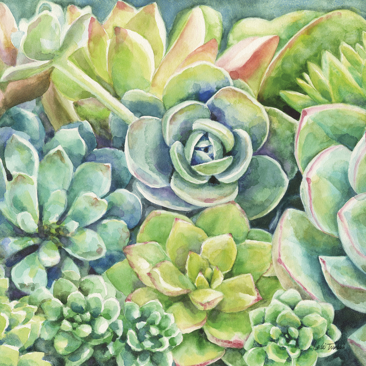 succulent plant paintings Succulents Wall Art by Leslie Trimbach