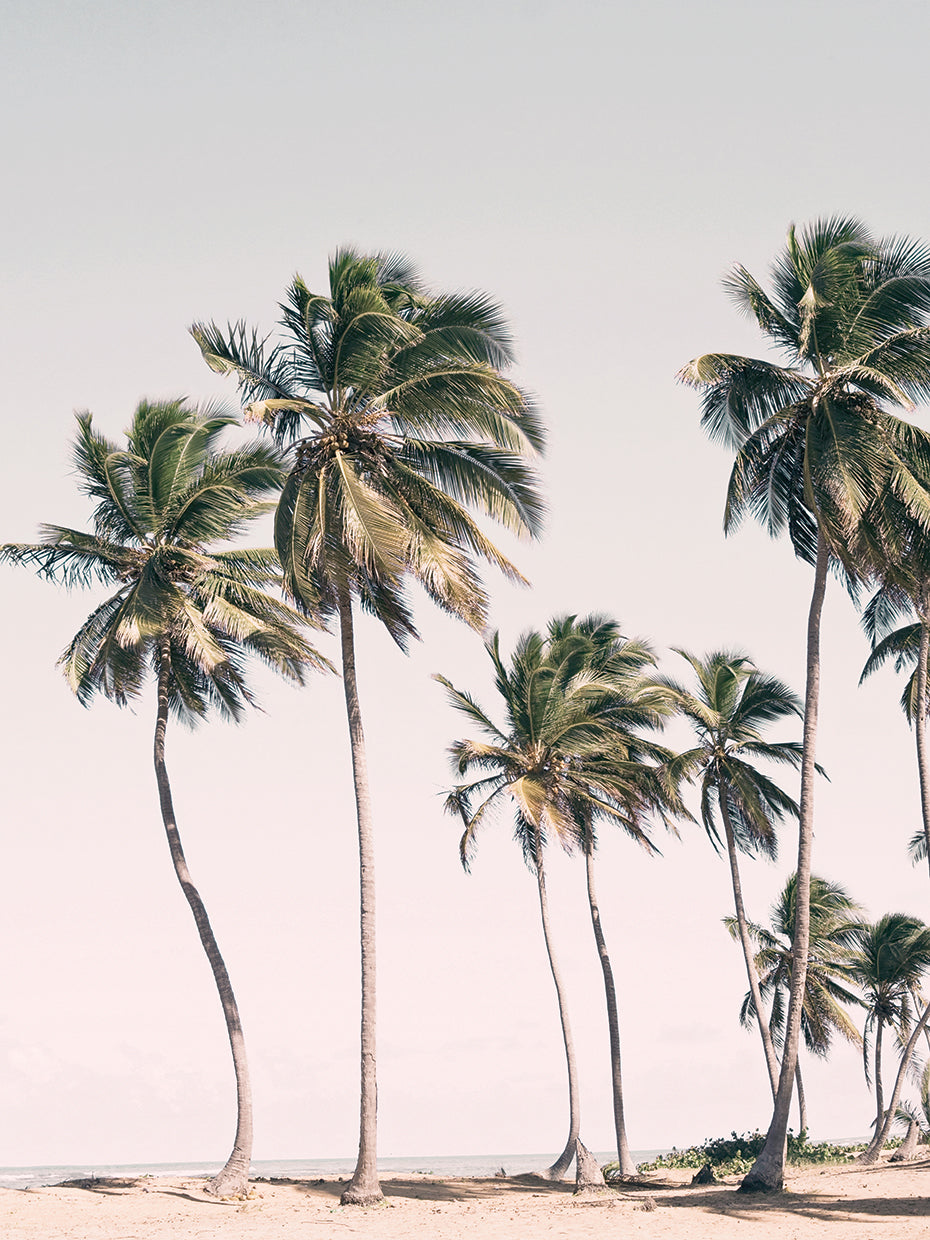 Blush Tropical Trees