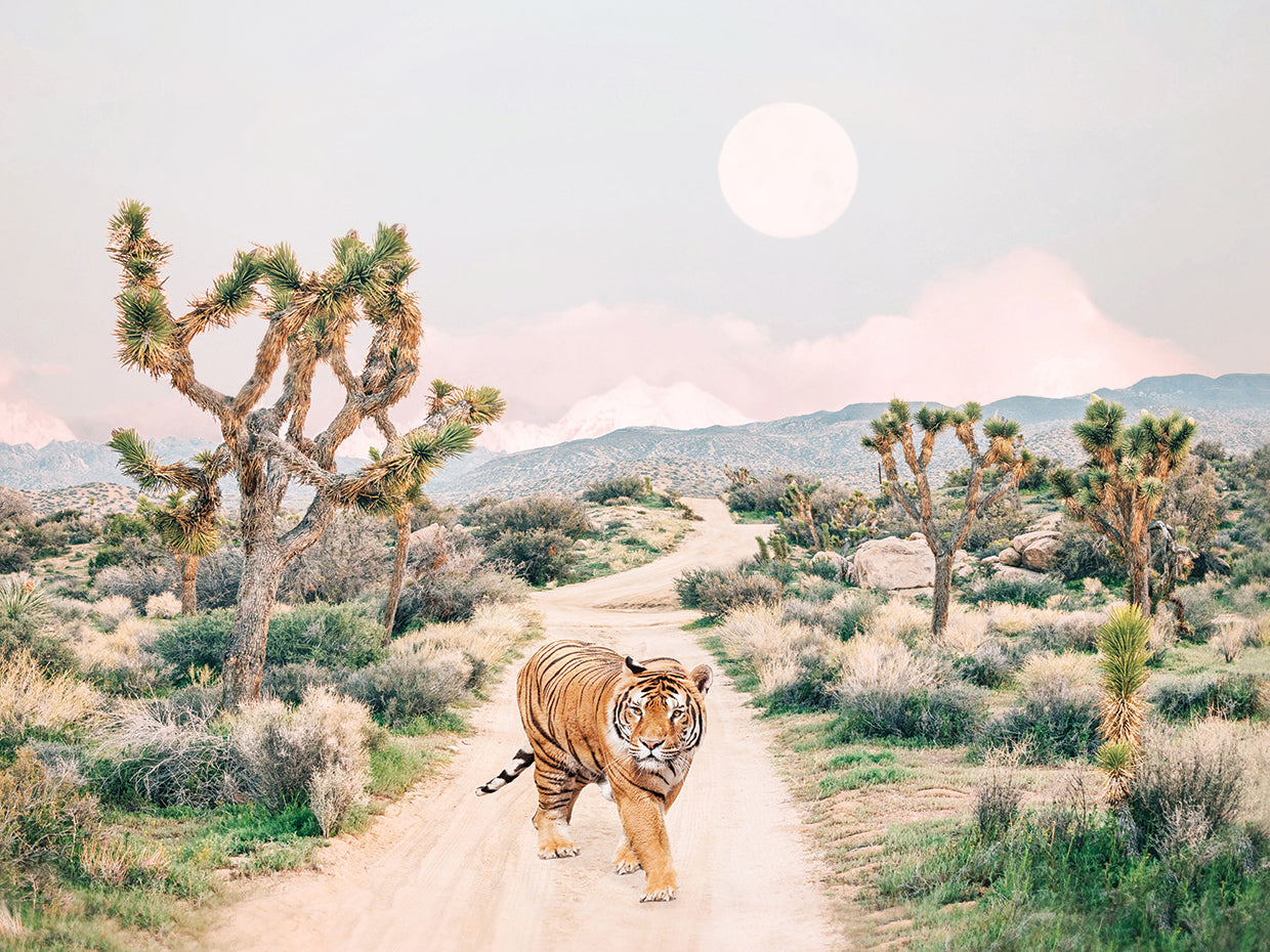 Wandering Tiger