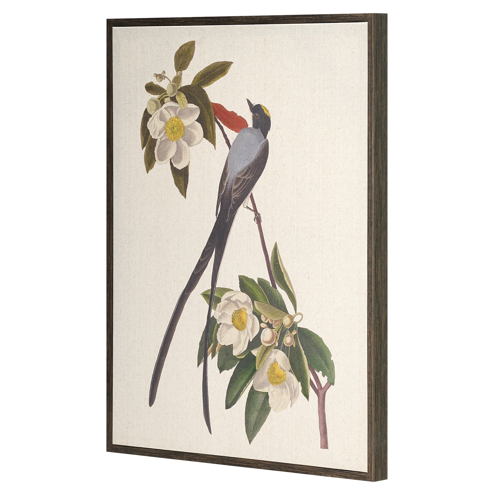 Linen - Forked Tail Flycatcher