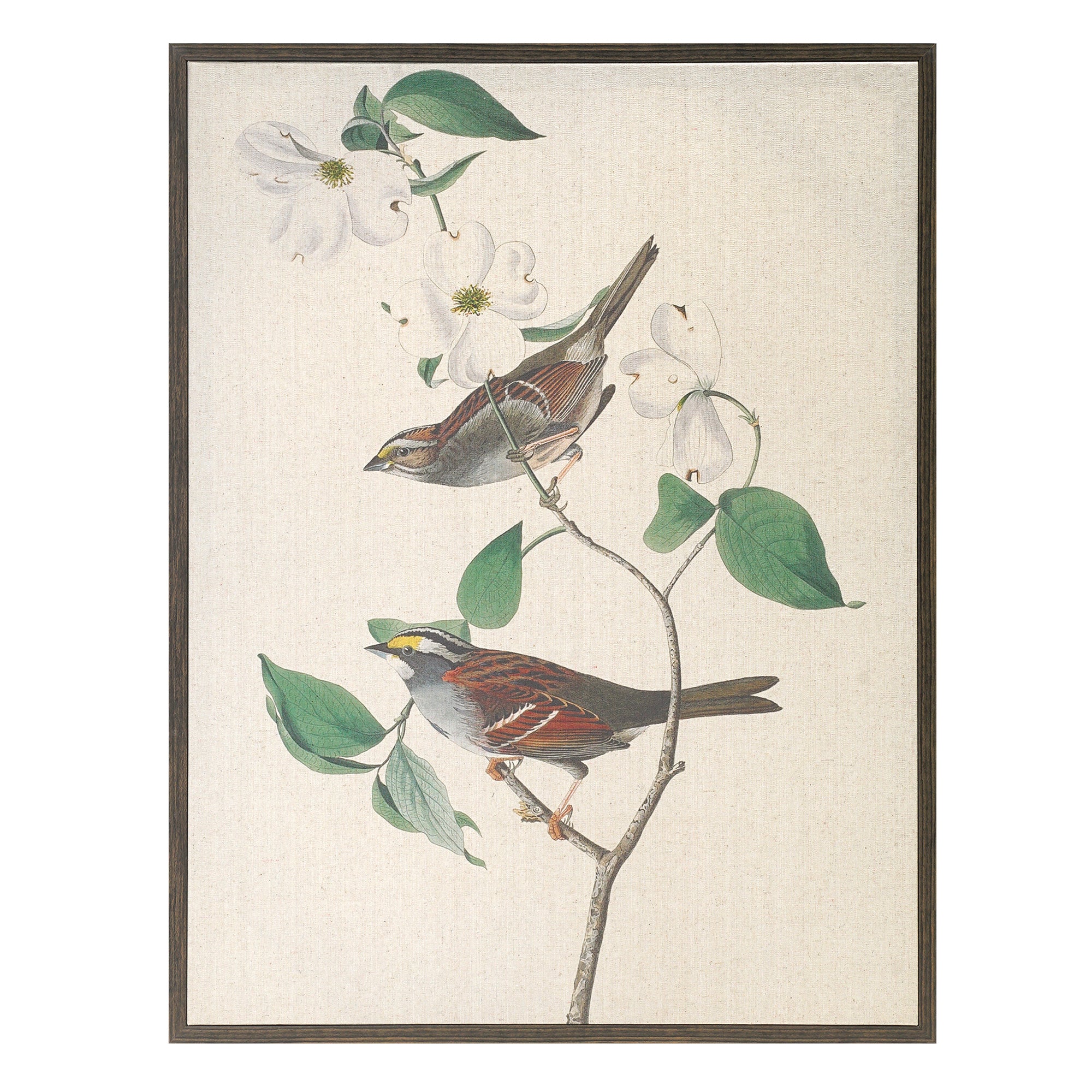 Linen - White Throated Sparrow