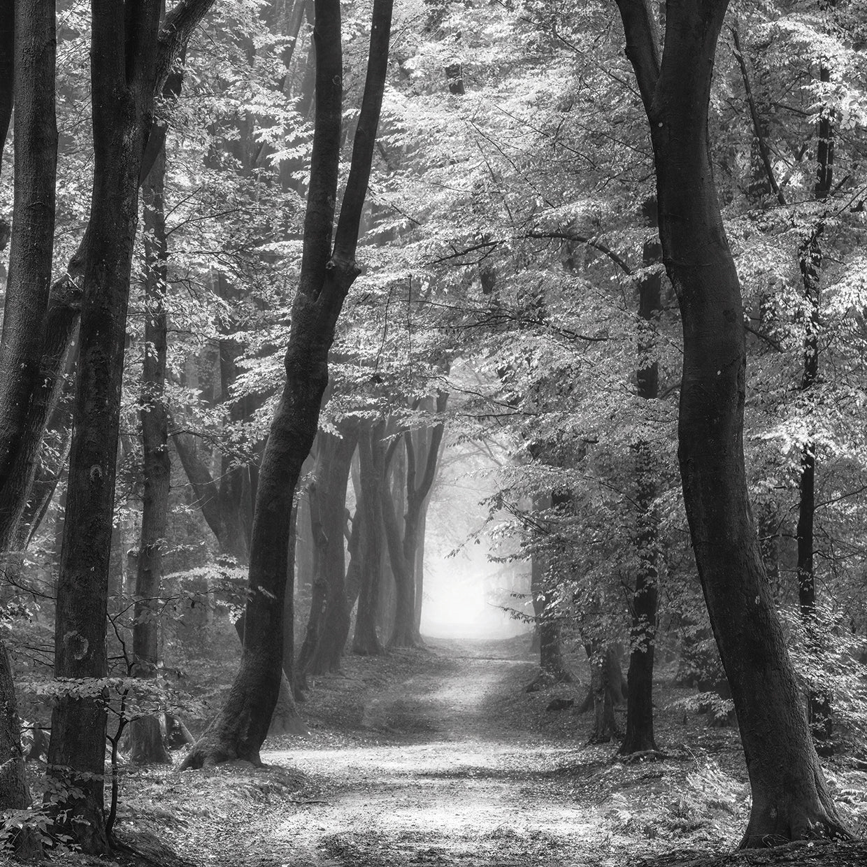 Speuldimensions Spring B&W