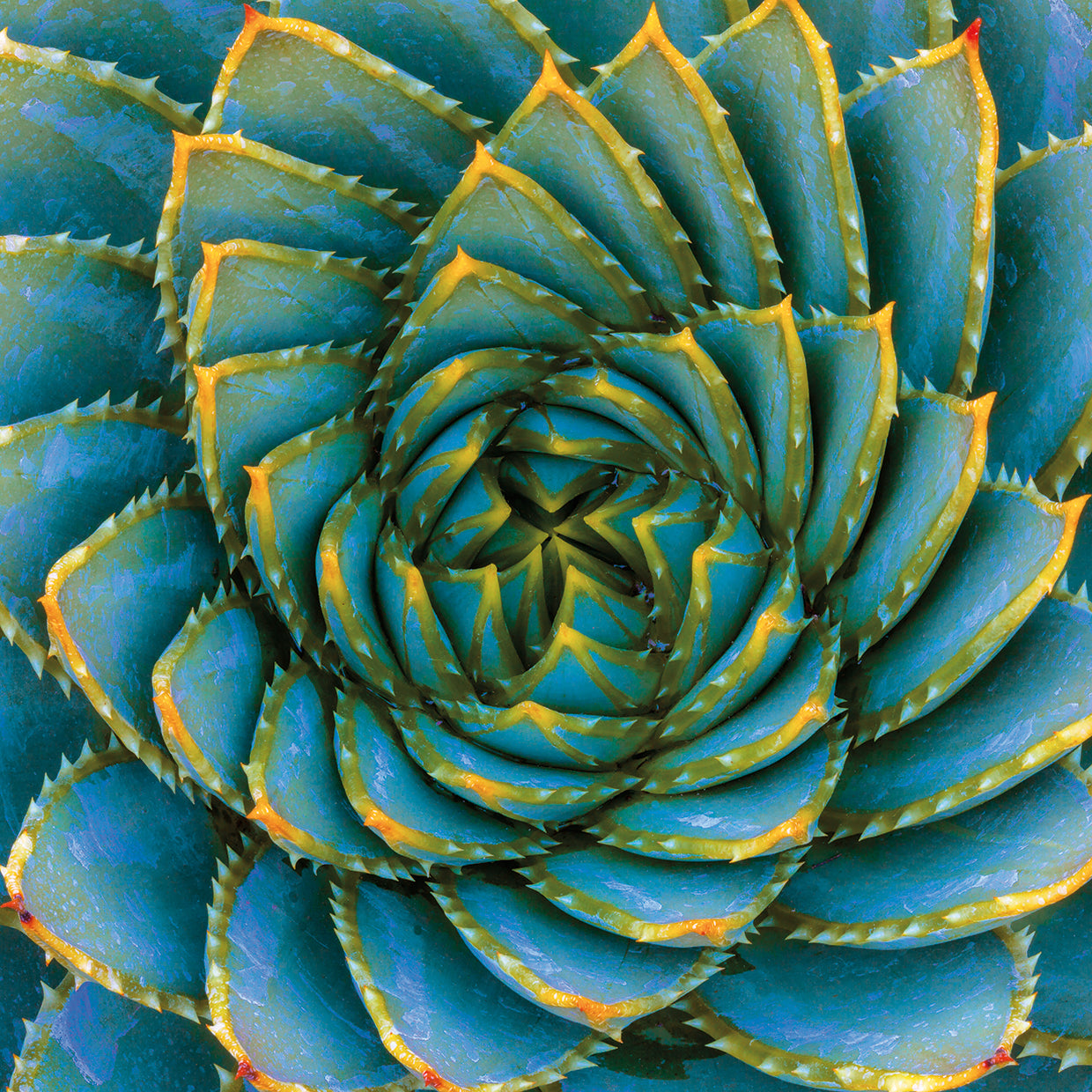 Aloe Polyphylla I Square Bright