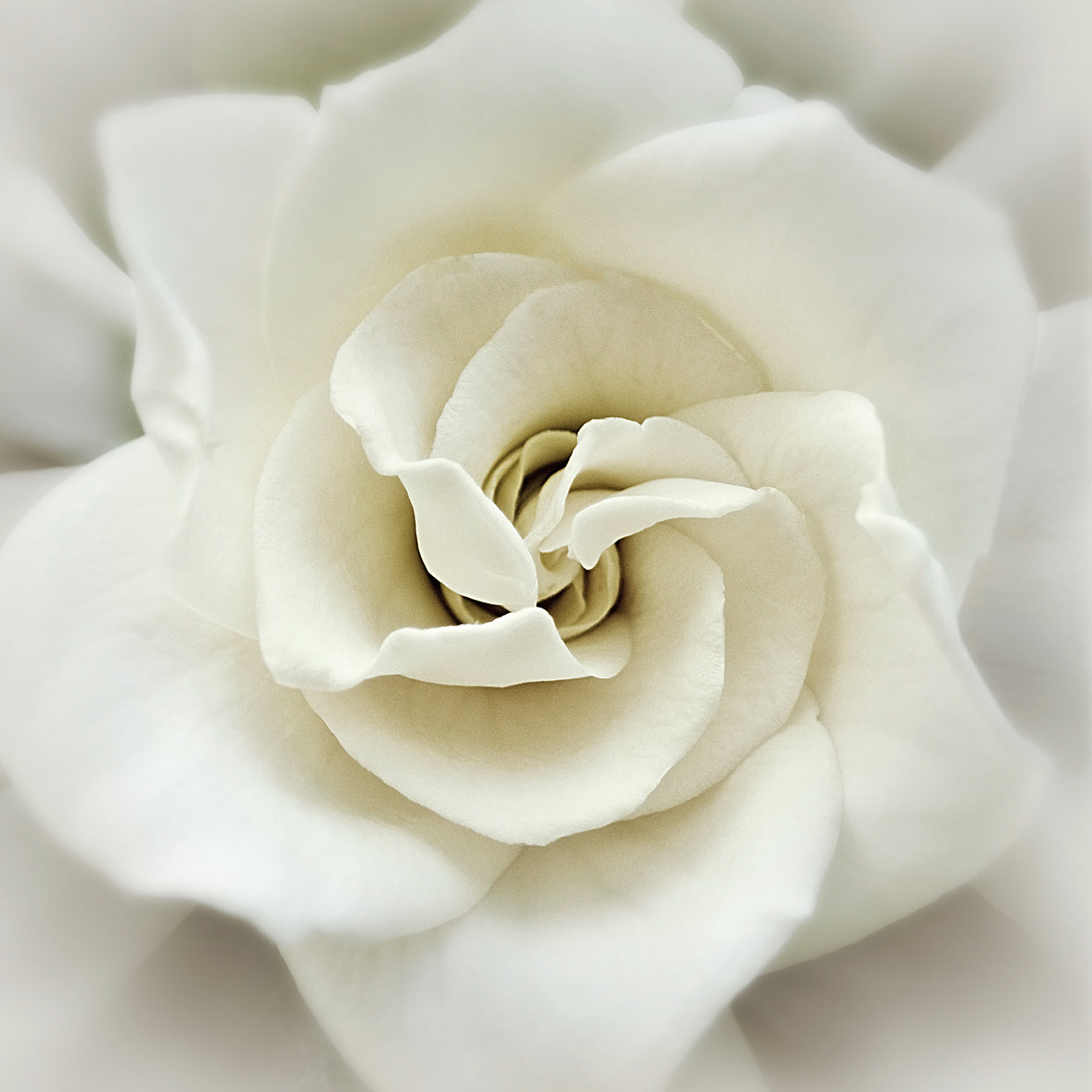 Faded Gardenia