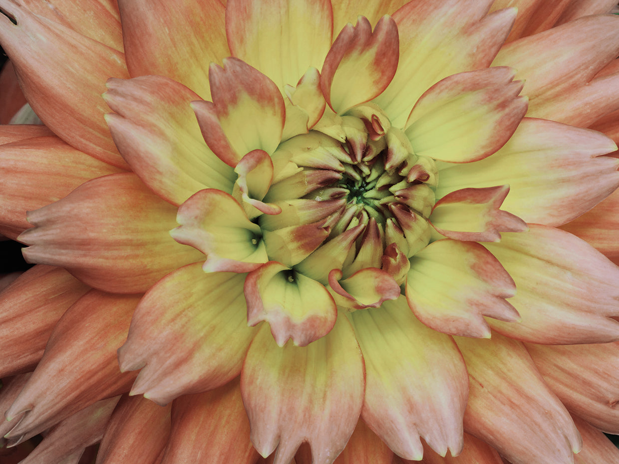 Pink Passion Soft Horizontal