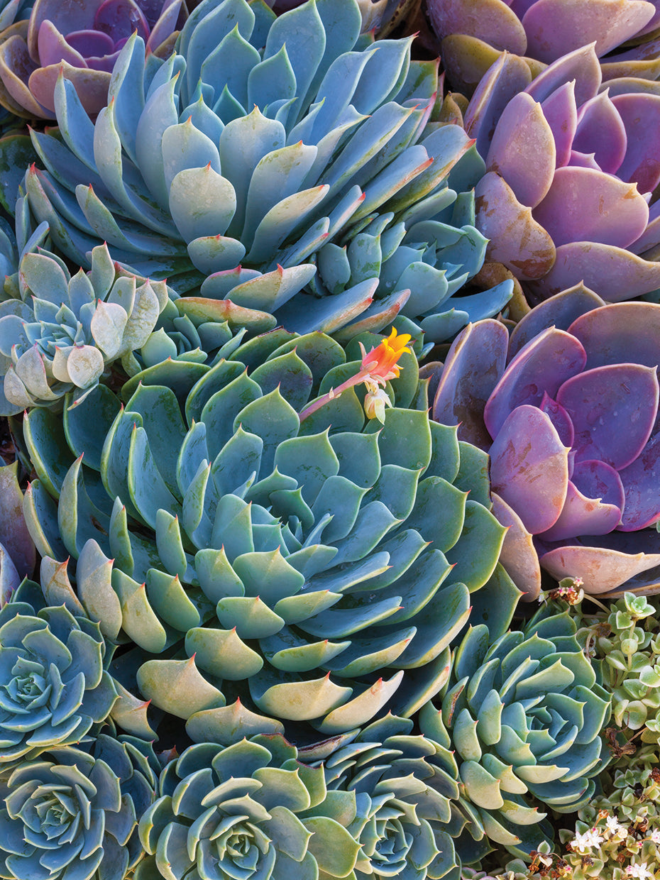 Succulent Gemstones IV